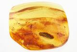 Large Detailed Fossil Caddisfly (Trichoptera) In Baltic Amber #321672-1